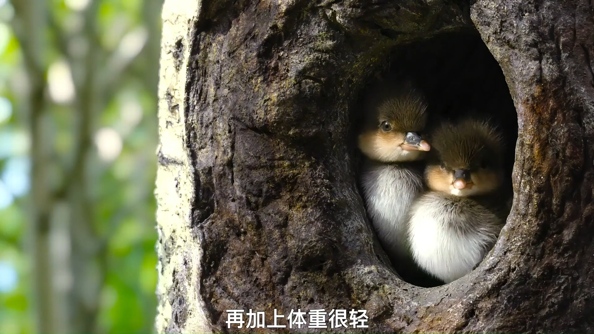 又萌又呆的小鸭子是真的可爱