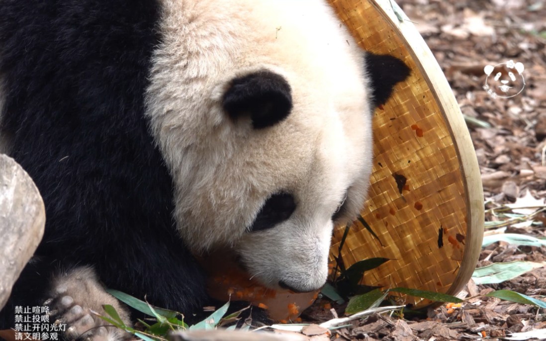 2.18看花花舔蜂蜜冰块,好认真哦,哈哈,簸箕倒下去还把花花吓一跳!