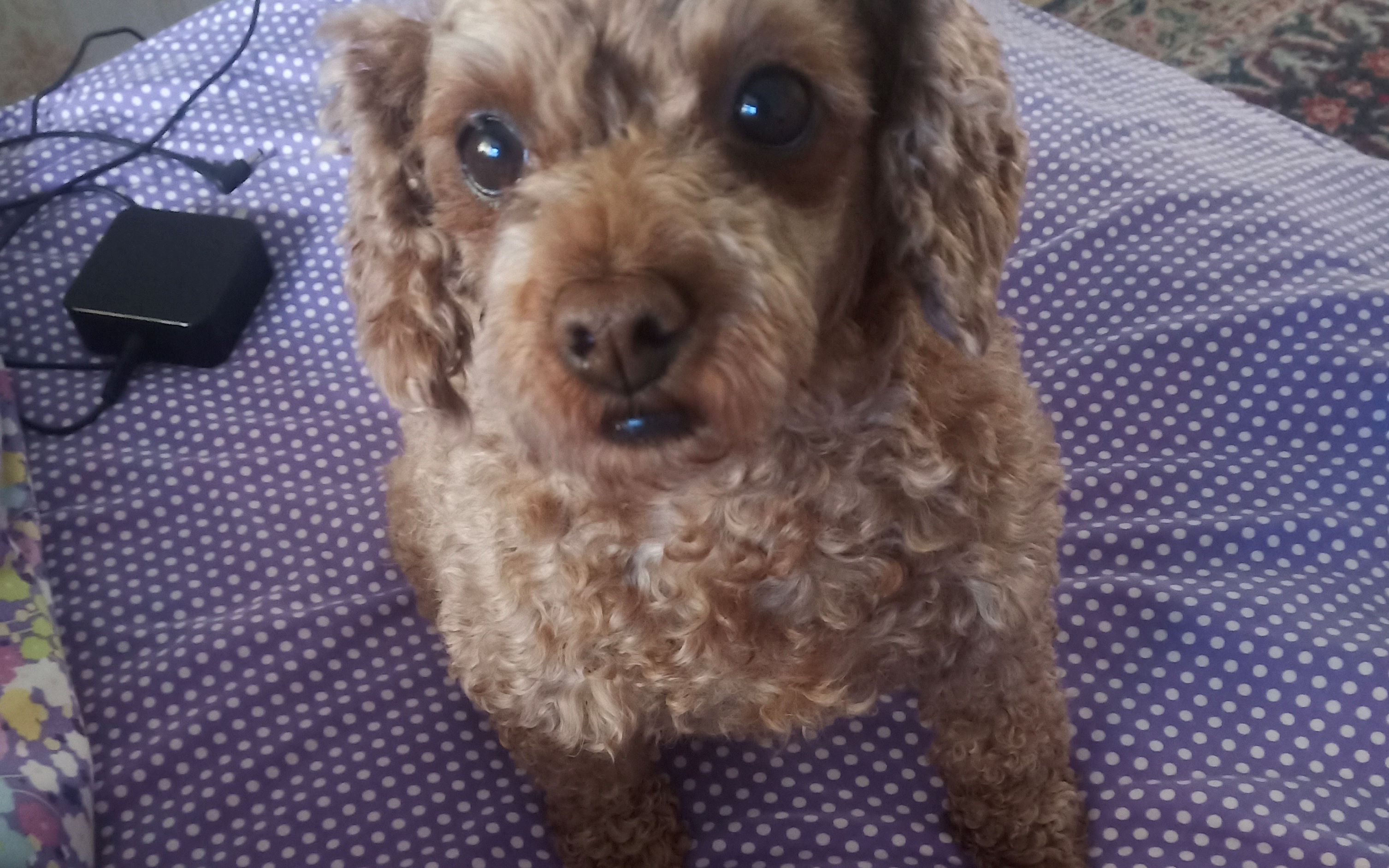 秃头泰迪在线薅毛_哔哩哔哩 (゜-゜)つロ 干杯~-bilibili