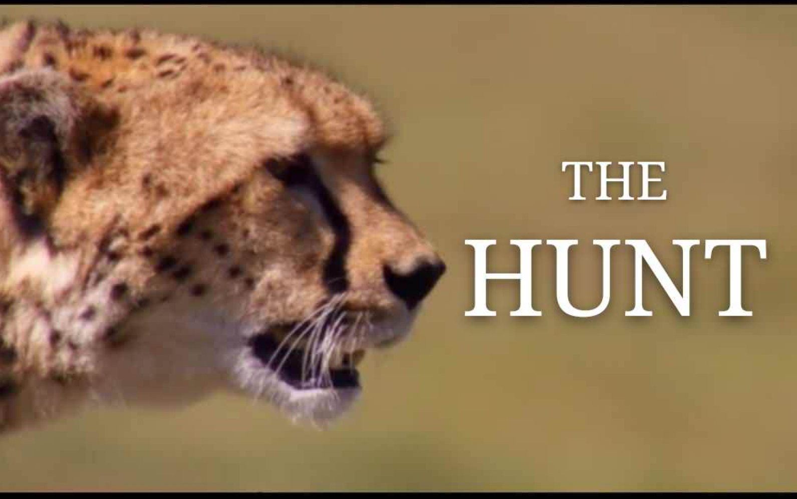 [图]【BBC:猎捕 The Hunt】野生食肉动物捕猎高能时刻剪辑