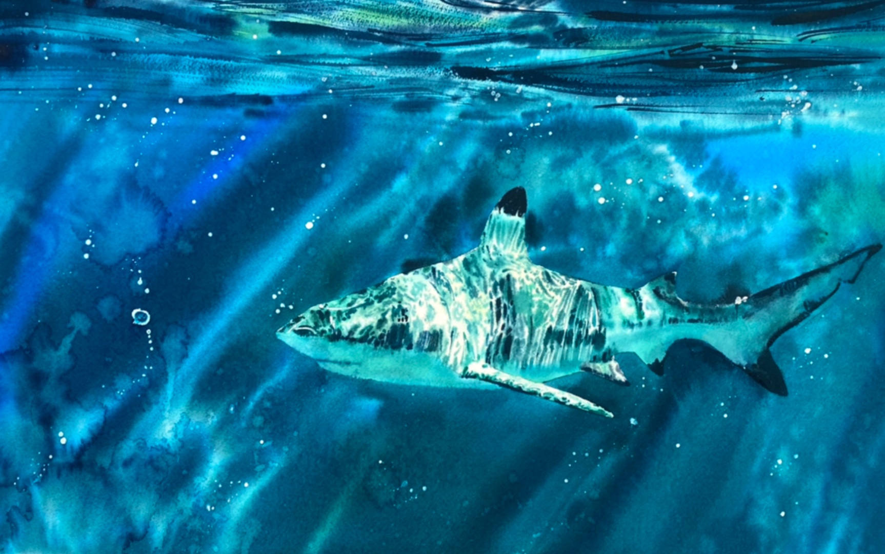 水彩过程|深海大鲨鱼