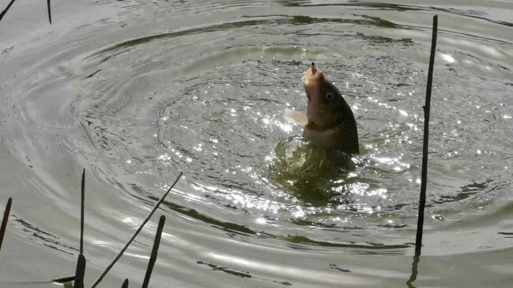 50公分水深,3斤的鲤鱼,遛鱼上岸全过程