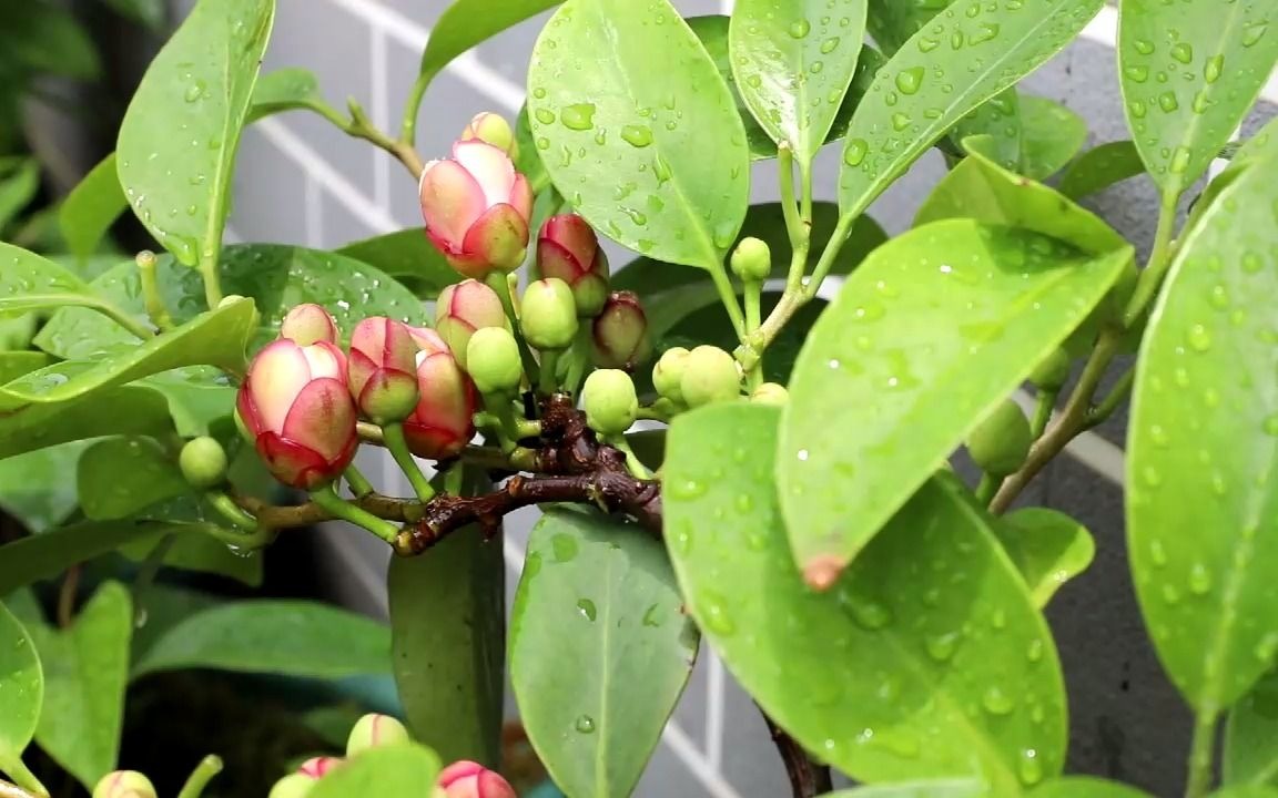 活动作品黑老虎布福娜开花长什么样我太喜欢这样了春天的样子就是鸟儿