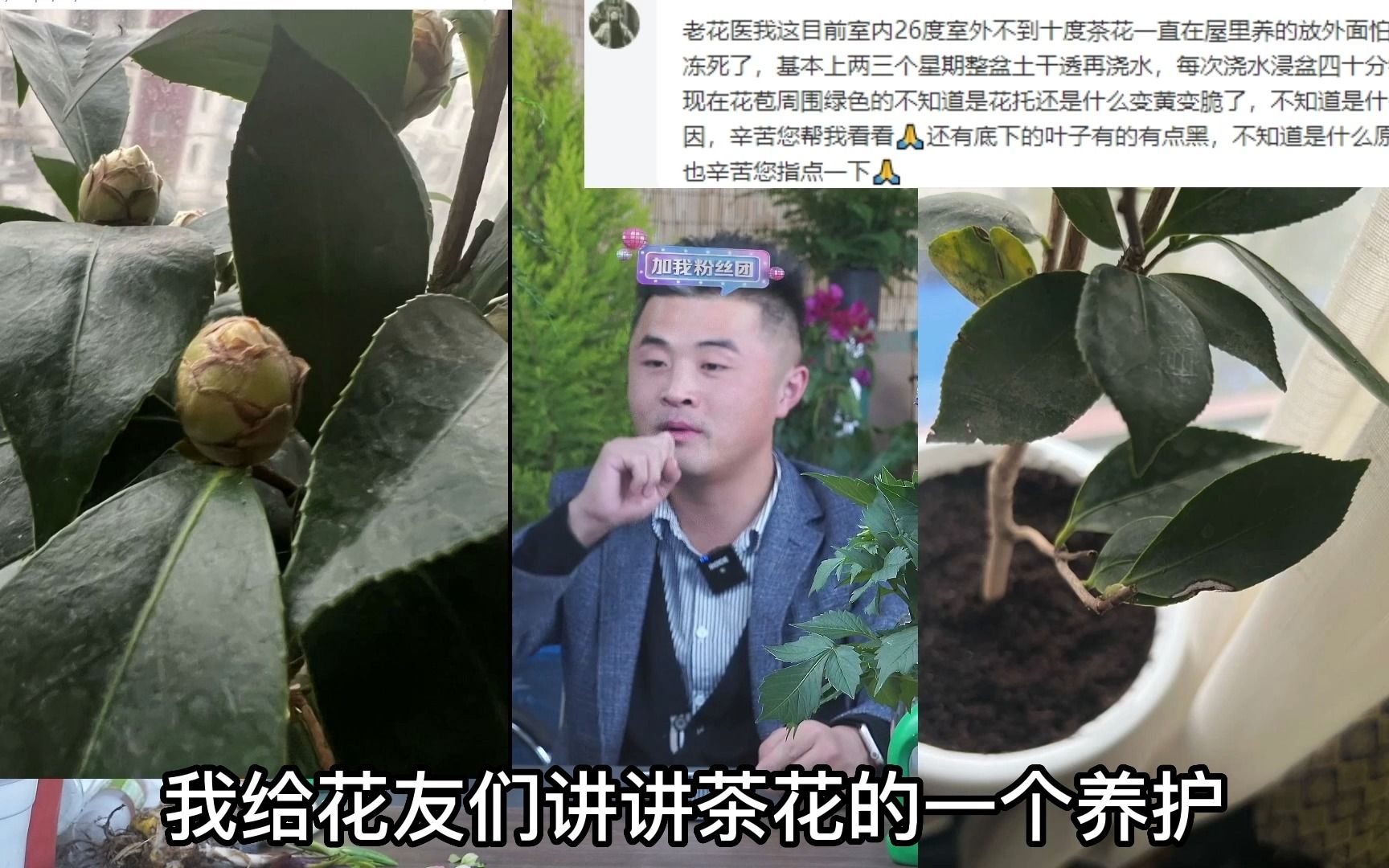 茶花如何养护?一般人都养不好?养花巧妙小知识!哔哩哔哩bilibili