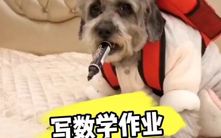 放学回家写作业了哔哩哔哩bilibili