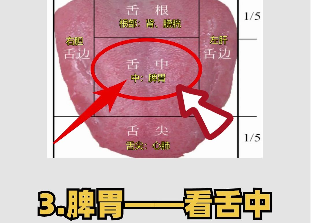 五脏六腑好不好?全都写在舌头上!