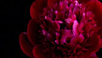 【原创】【延时摄影】每天来看一朵花开/芍药红色魅力