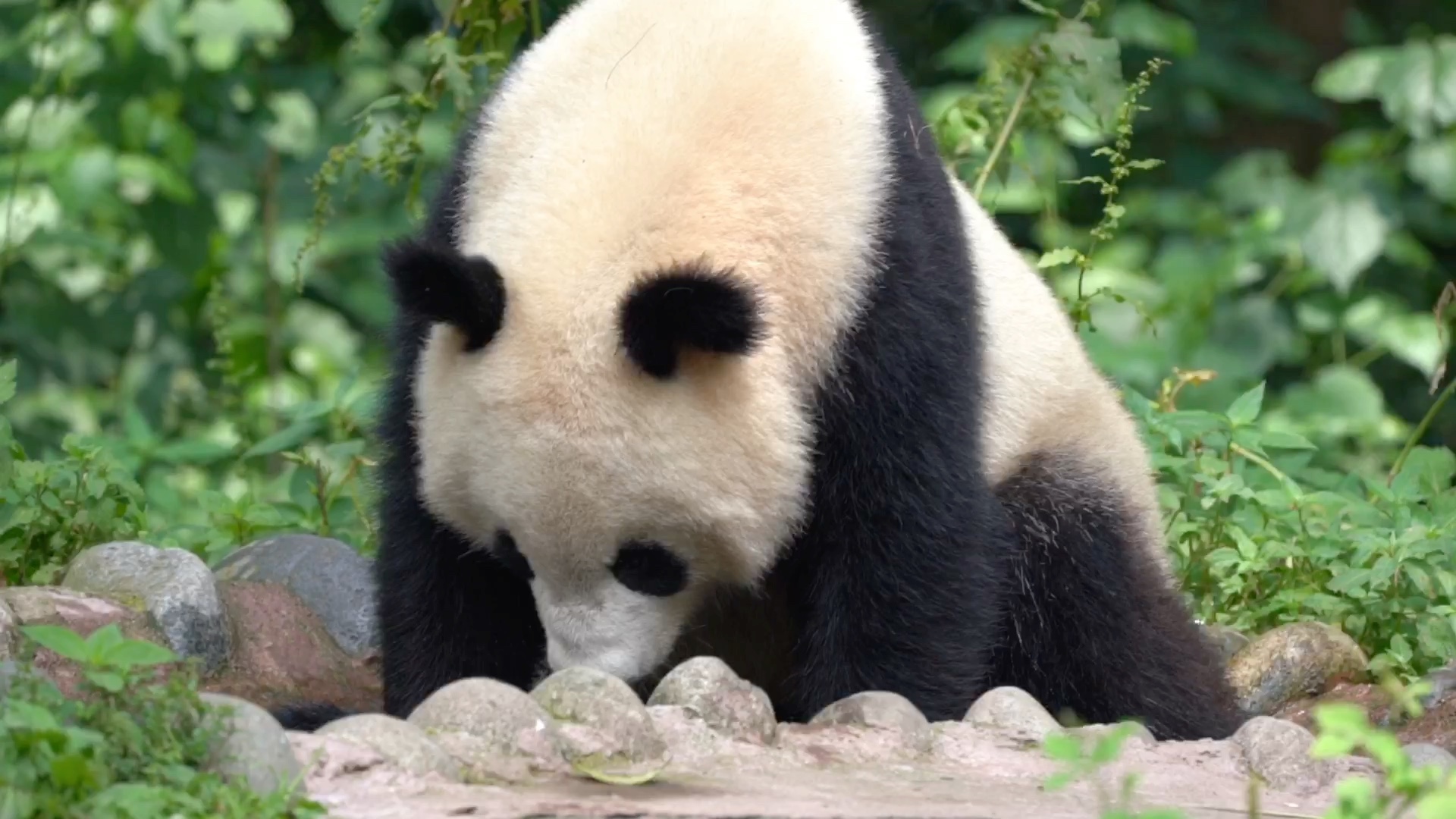 熊猫亚科图片