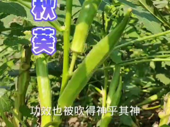 你们喜欢吃秋葵吗?我就觉得冻干秋葵还好哔哩哔哩bilibili