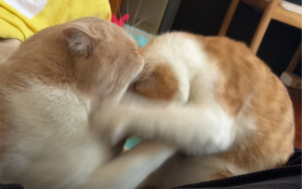 谁家好小猫打架踩主人肚子的