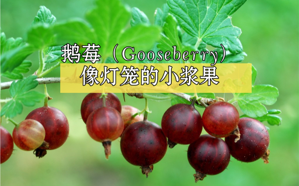 鹅莓(Gooseberry)也是醋栗的一种,外表晶莹剔透似灯笼也叫灯笼果.哔哩哔哩bilibili