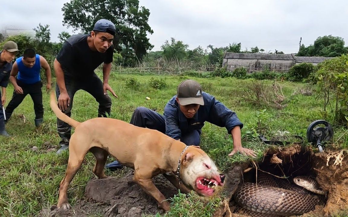 抓蛇犬图片