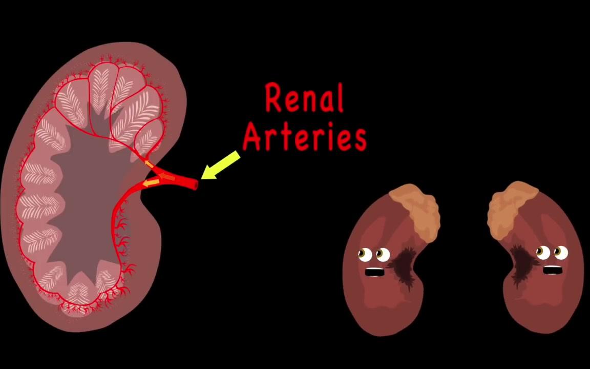 [图]肾脏解剖之歌