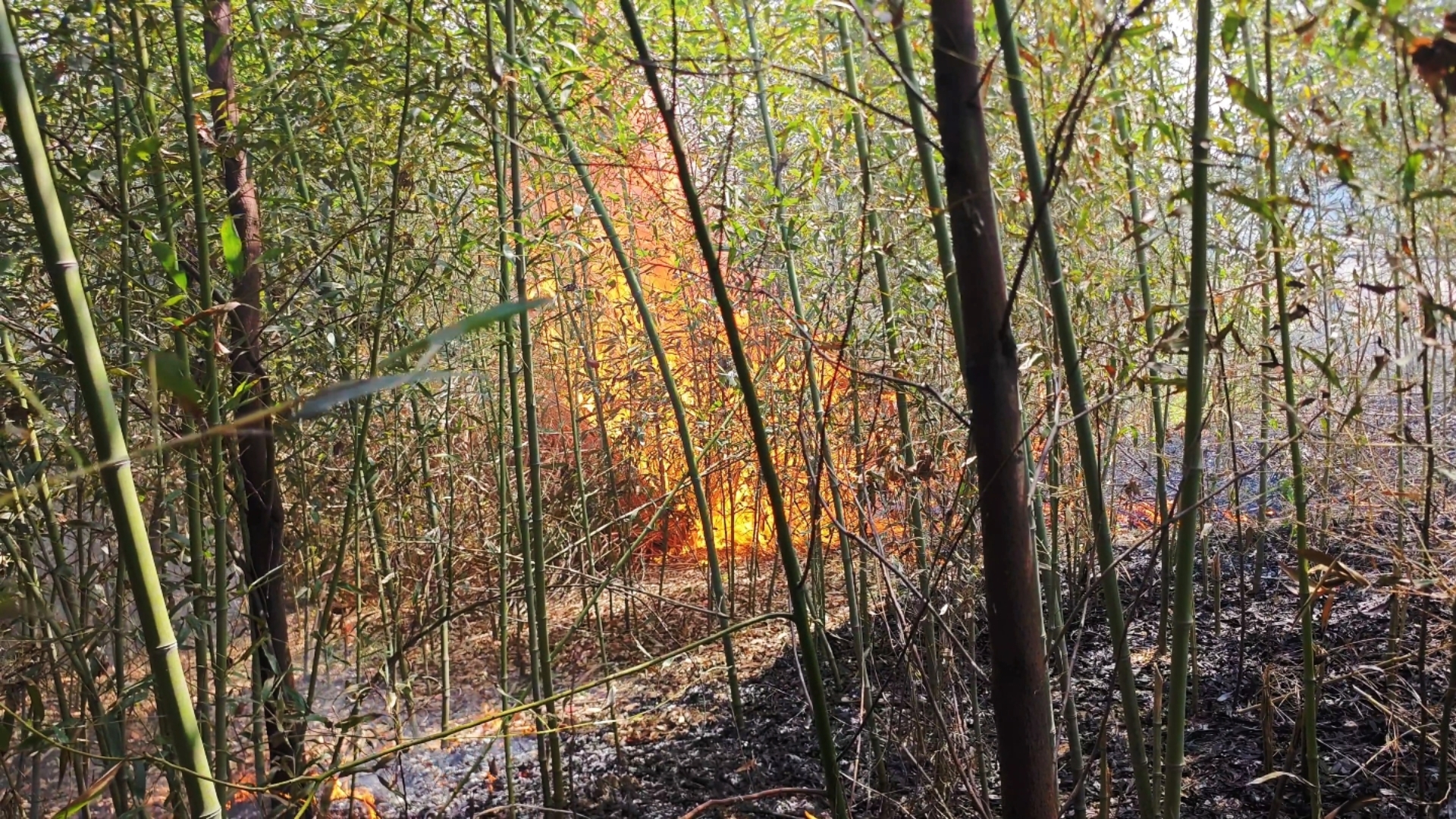 家门口竹林起火了，幸好发现的早不然柯尔鸭们要全军覆没了！