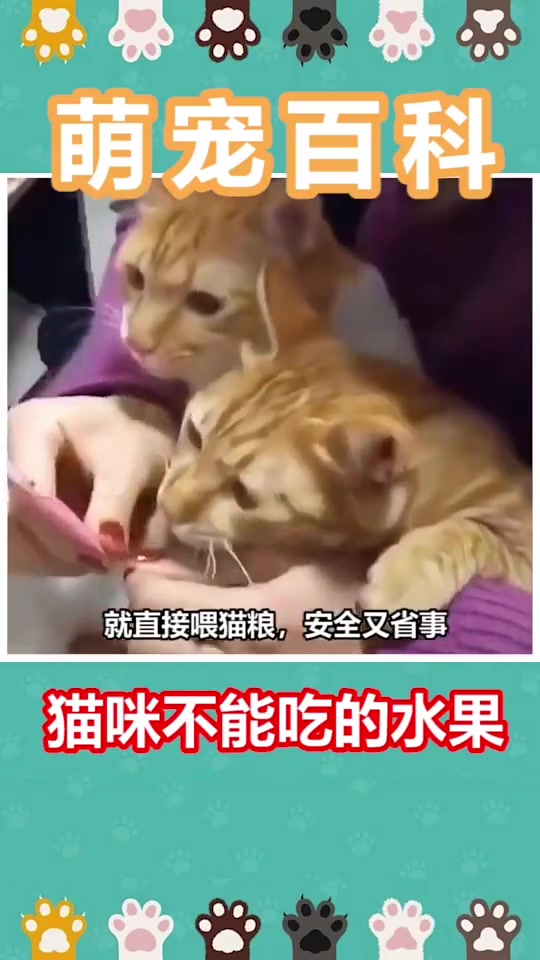 猫咪不能吃的水果哔哩哔哩bilibili