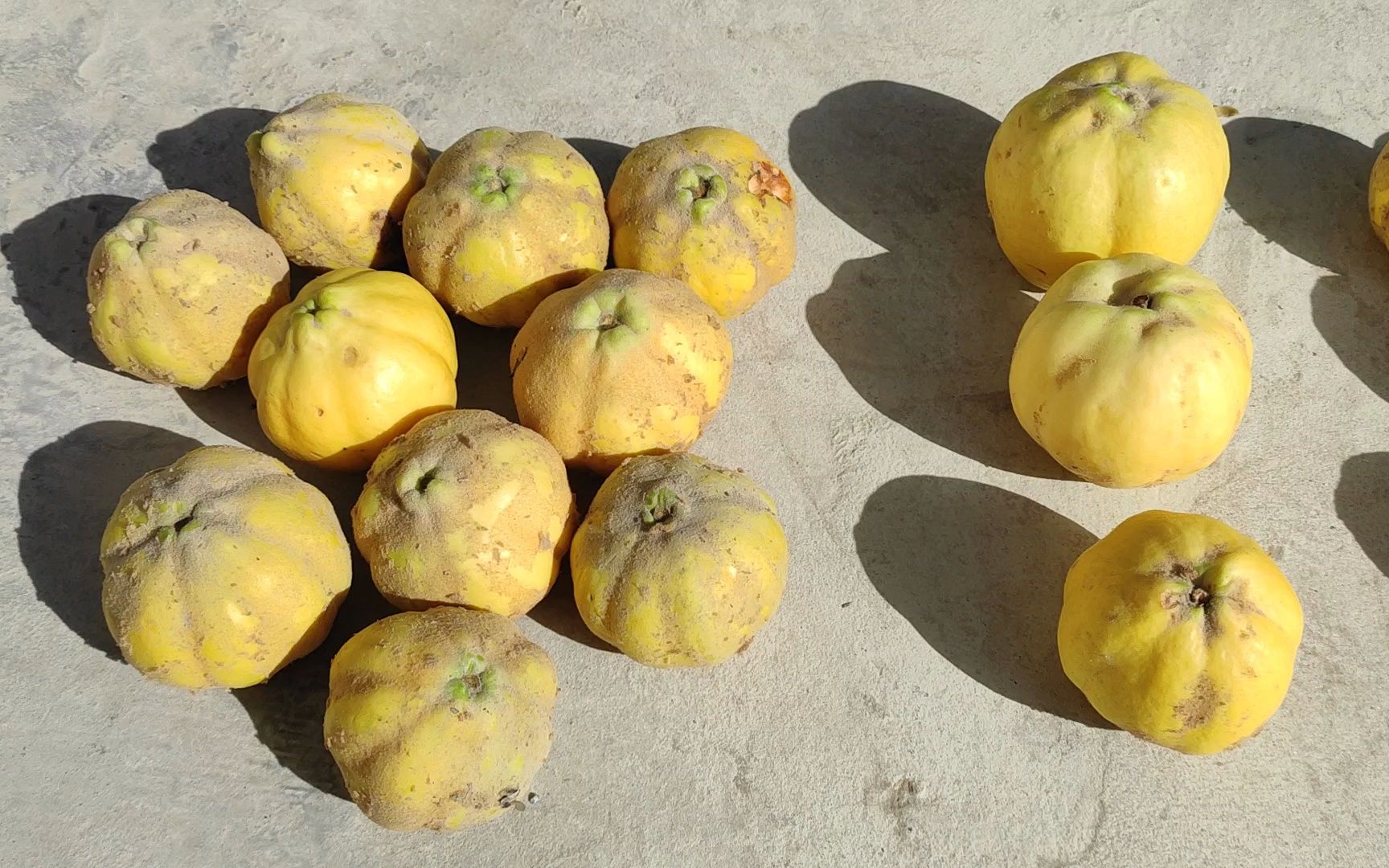 酸甜榅桲与其它莎车榅桲比较-vid_20231017