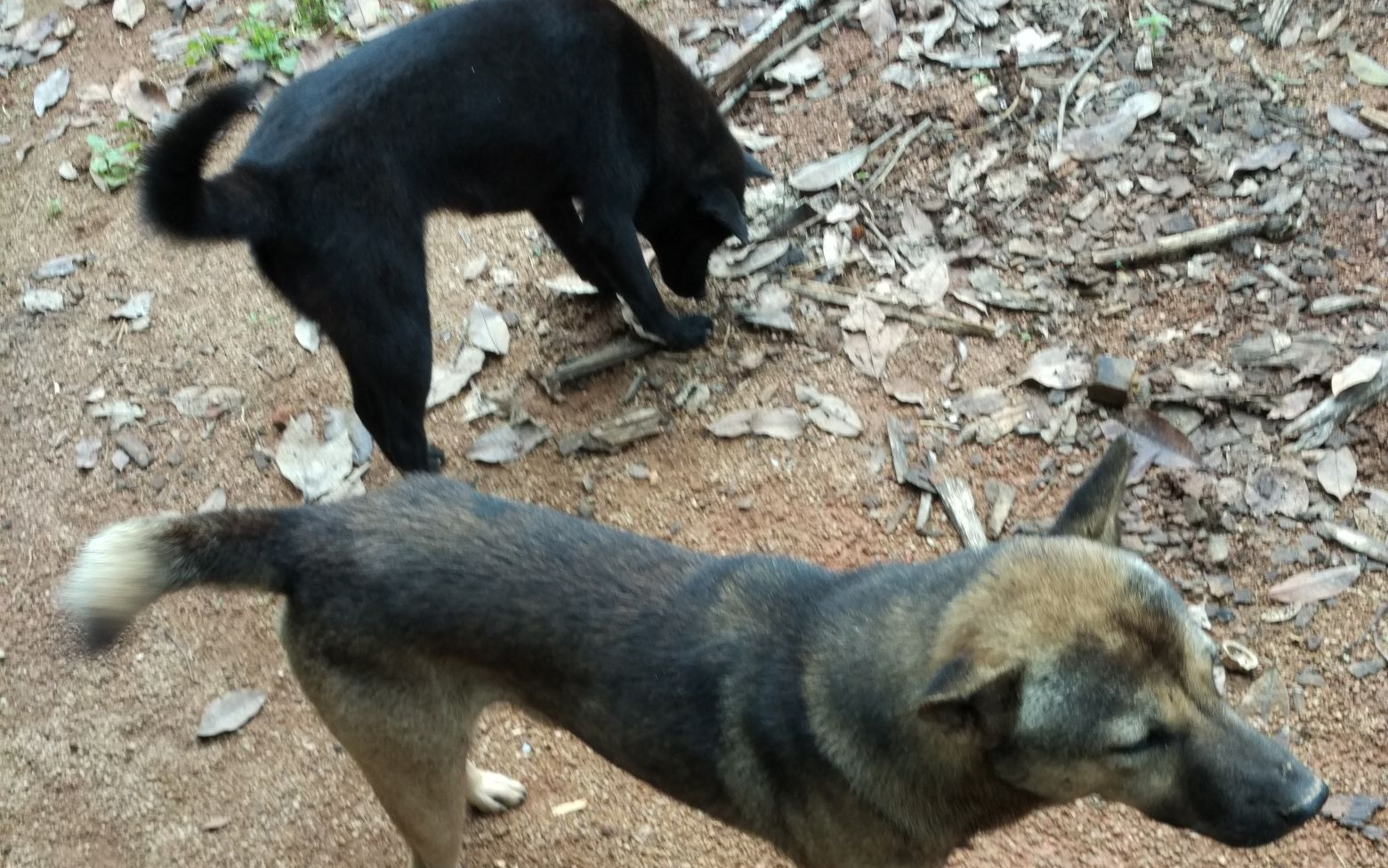 【中华田园犬】我家的两只傻狗