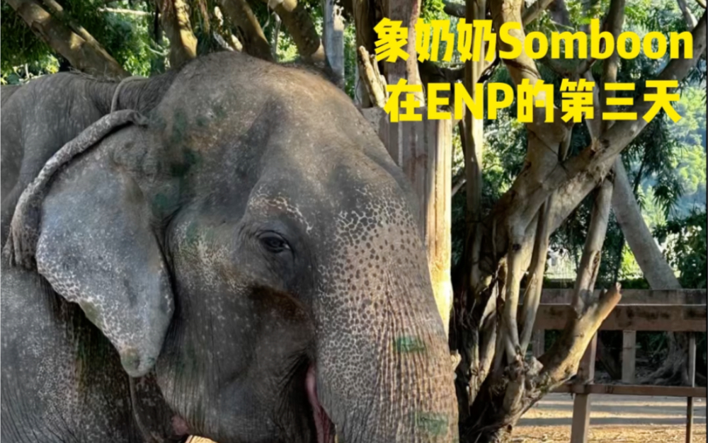 87 岁象奶奶somboon在enp的第三天