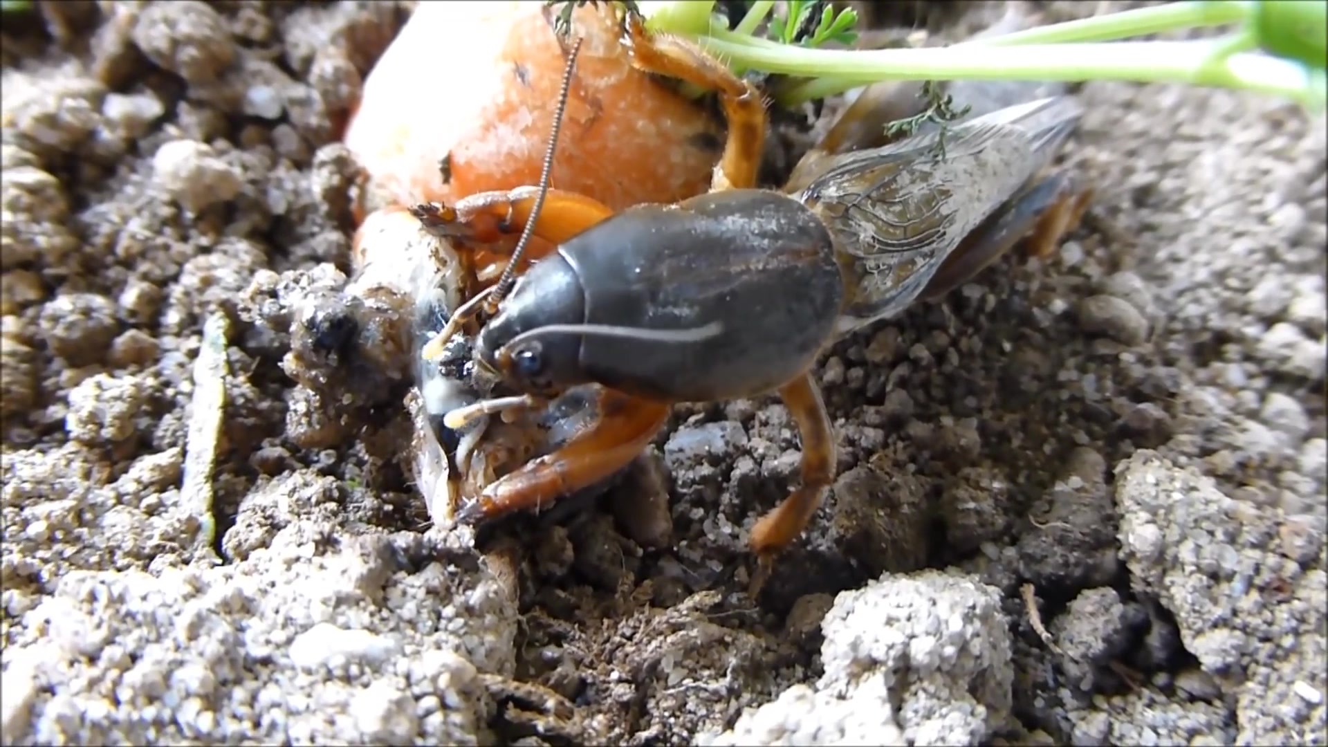 youtube蝼蛄捕食蛴螬