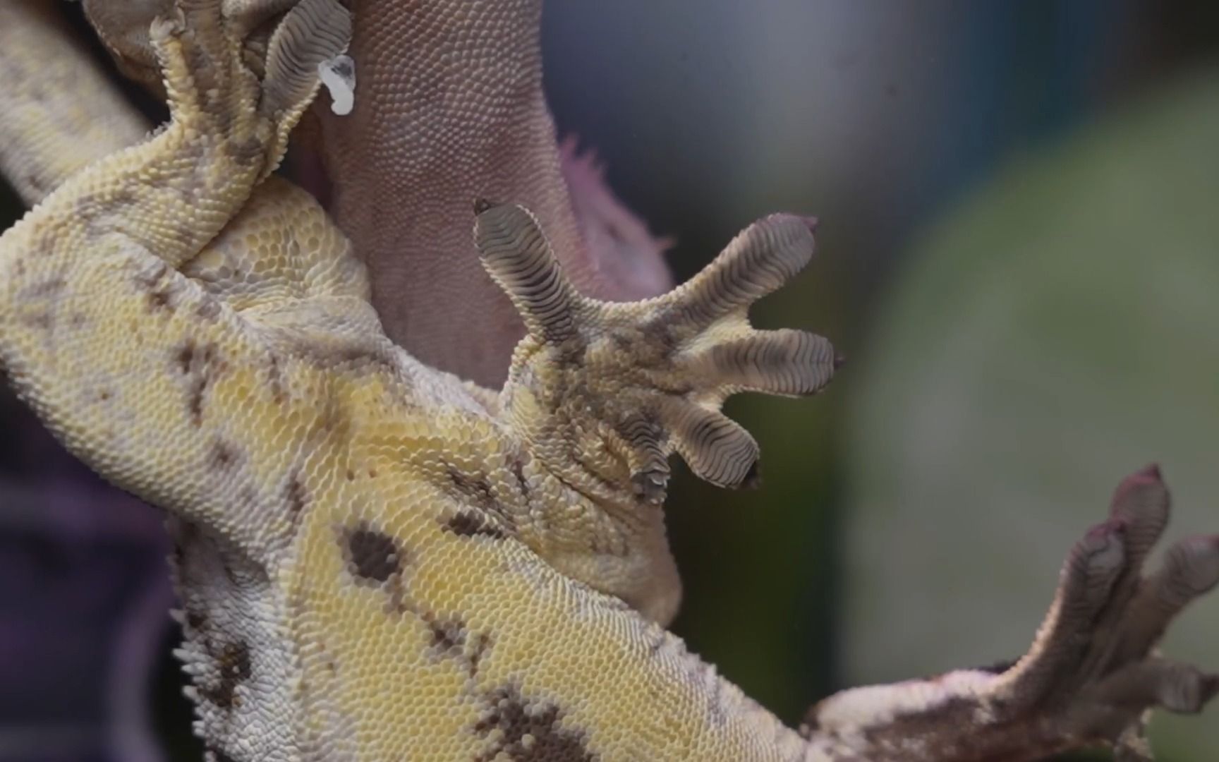 是什么让守宫的脚粘得足以爬玻璃