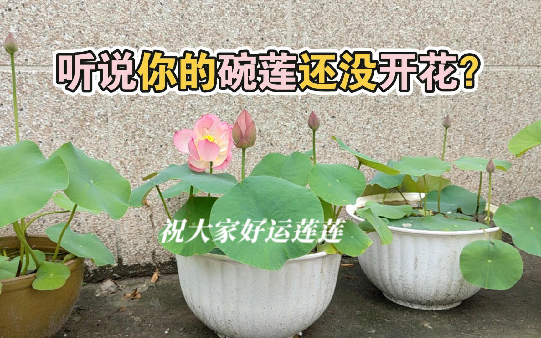 [图]碗莲不开花的原因分享