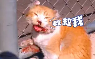 Скачать видео: 一只流浪猫趴在路边口吐鲜血，它的眼神满是绝望和不甘，它还能活下去吗？