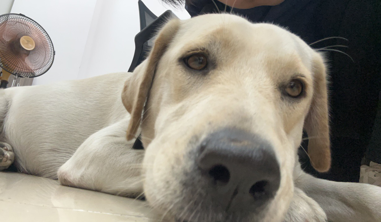 拉布拉多想法多