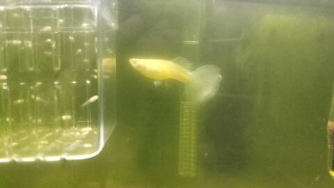 绿藻青苔 绿水 低温养殖孔雀鱼和鱼苗 温度 左右 不开过滤 没水草 感觉还行 茶壶是为了鱼苗躲避设计的 哔哩哔哩