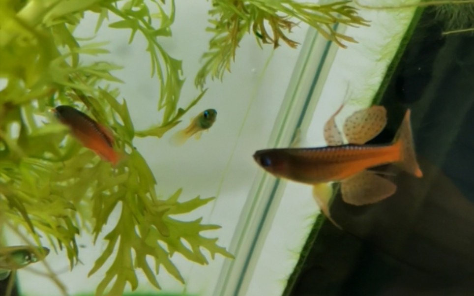 橘色珍珠燕子.最初记得叫火蓝珍珠燕子