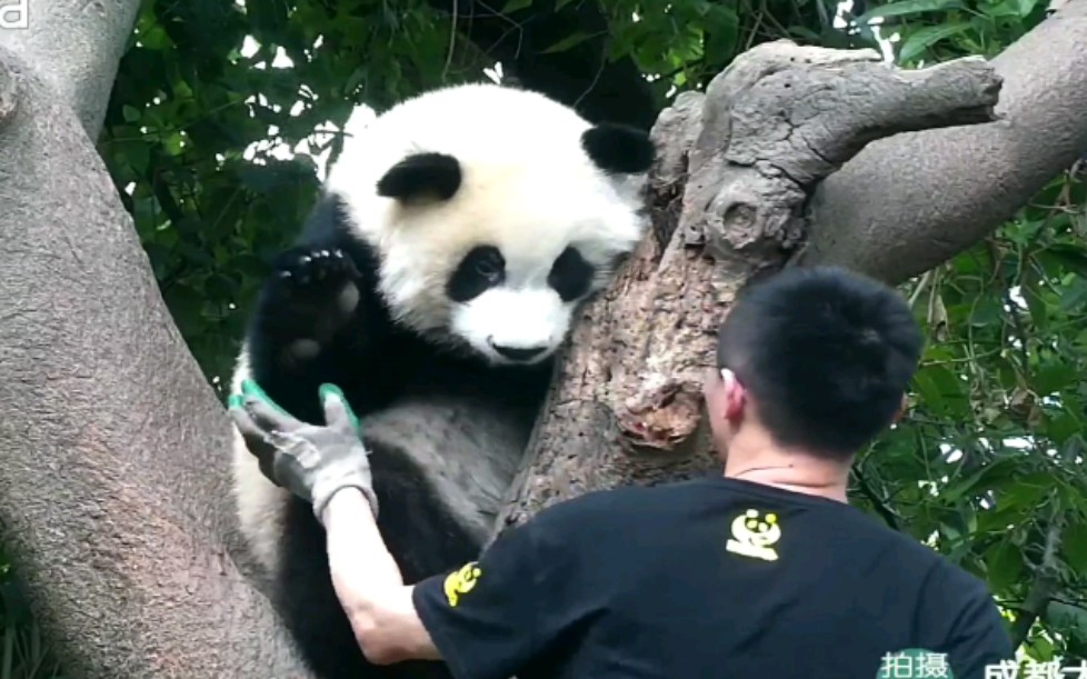 [图]【绩笑】奶爸你走路能不能大点声，吓死个熊勒！