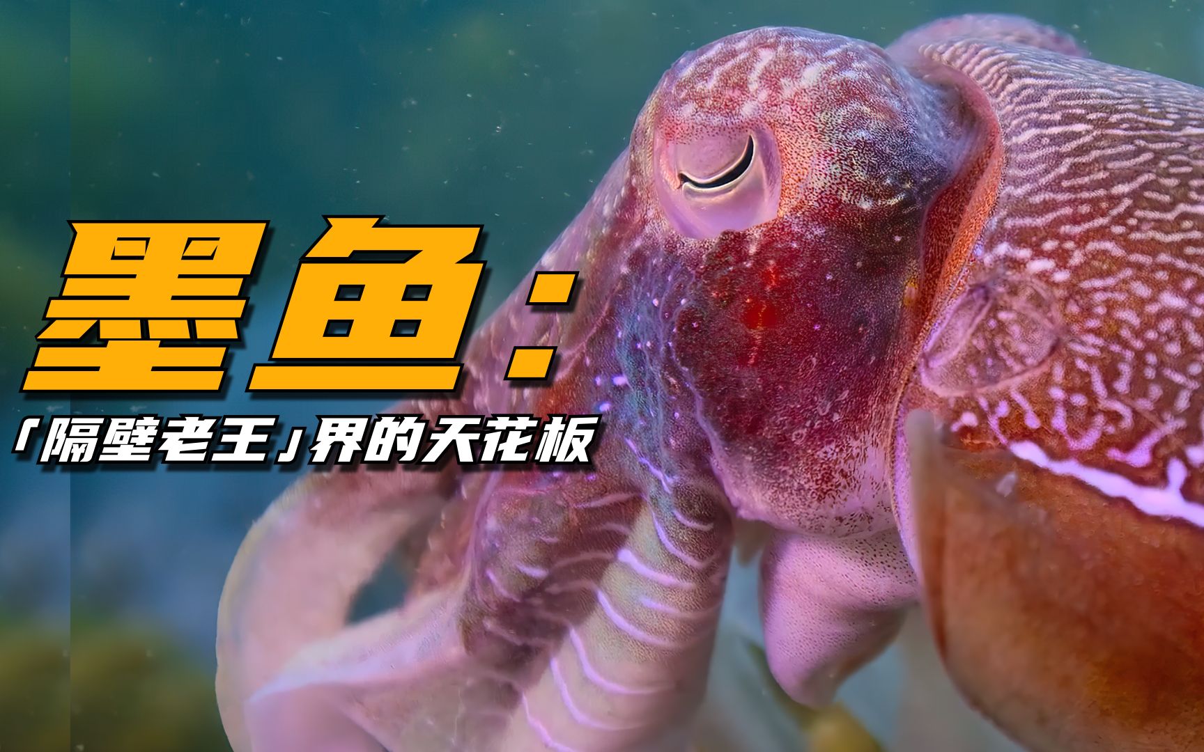 被墨鱼秀到了!明目张胆当隔壁老王还能全身而退-知了解压萌物-知了解压萌物-哔哩哔哩视频