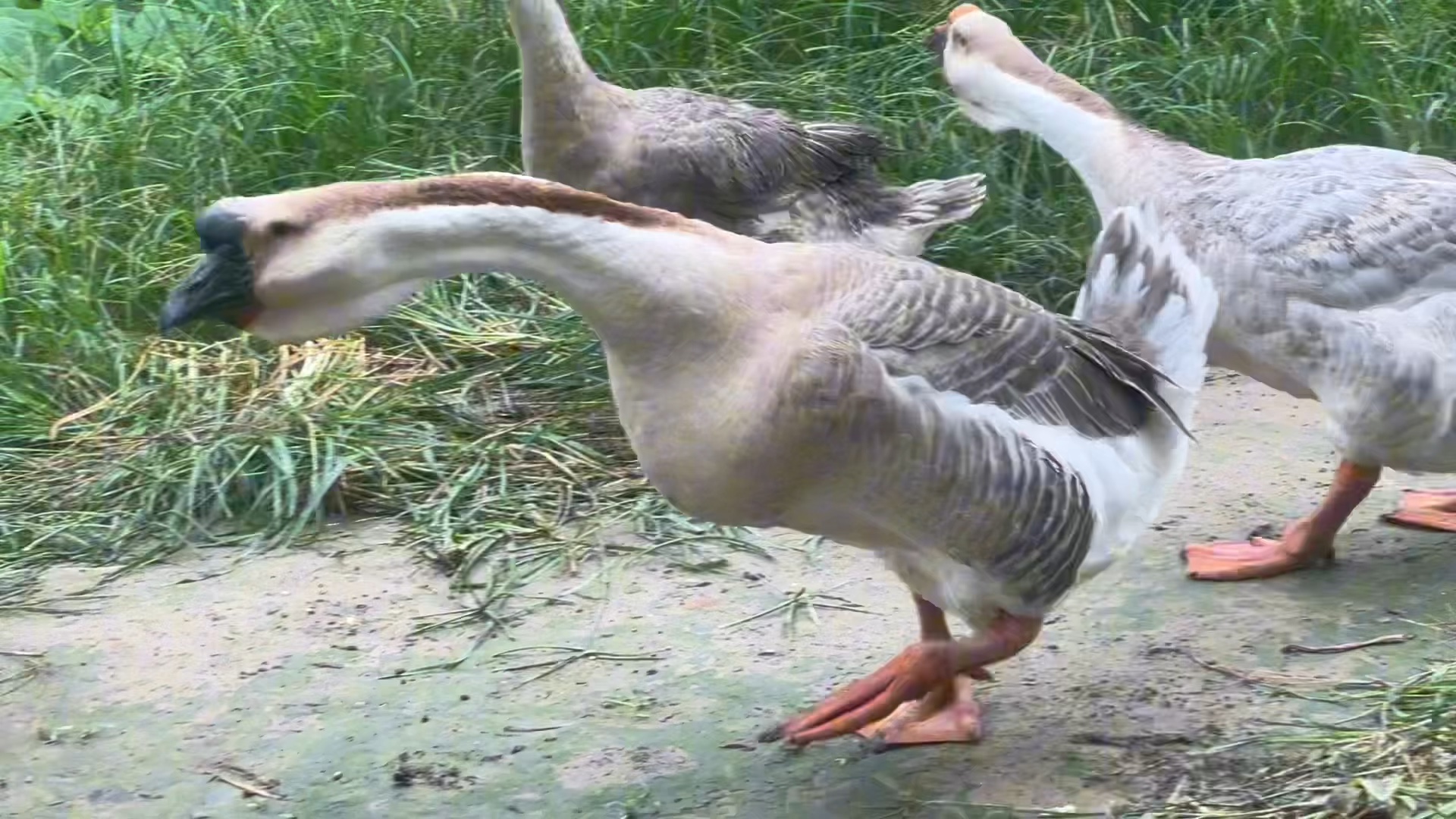 狮头鹅只要过了前半个月脱温期后面不用管给点草就能养活