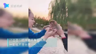 Video herunterladen: 萌化了！小猕猴把饲养员当妈妈！动物和人一样都有丰富的情感 我们爱他们 他们也会回报以爱！