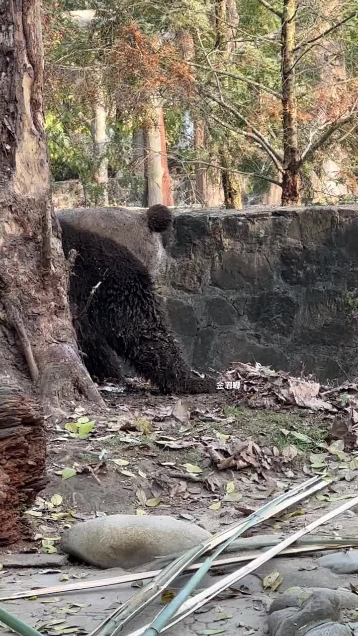 黑熊披袈裟图片