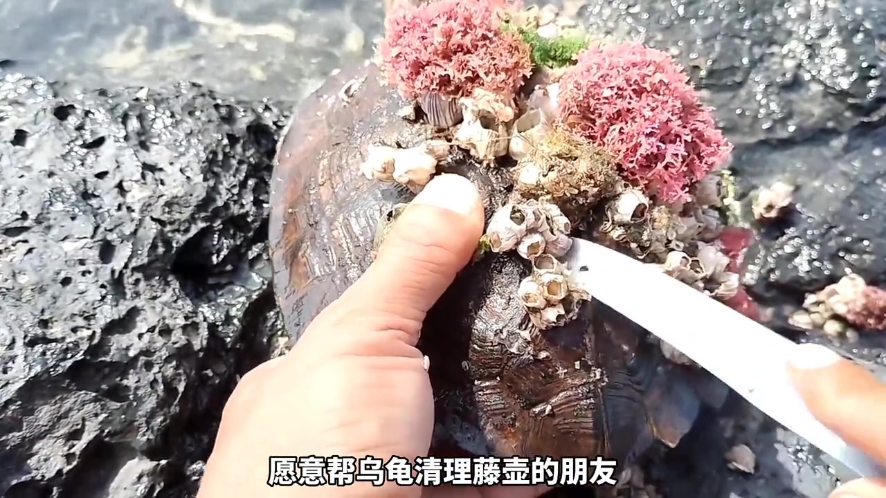 帮乌龟清理藤壶是有爱心解压的工作#爱护动物