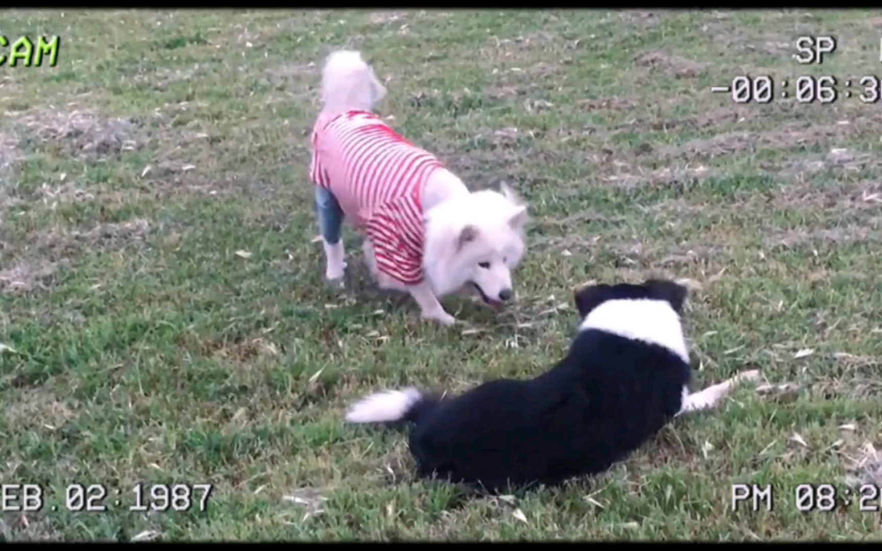 一岁之前的公边牧还不晓得打架为何物