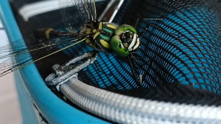 喂食闪蓝丽大伪蜻