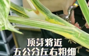 Télécharger la video: 大白龟的第一刀给了顶芽，我的剪刀也太夸张了