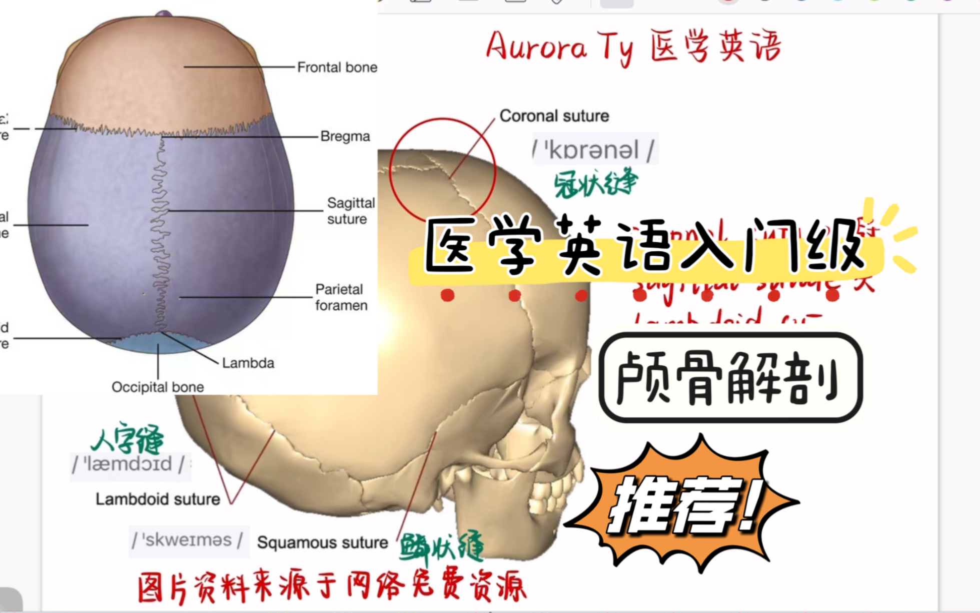 【骨骼系统合集持续更新】医学英语入门级之颅骨解剖词汇教学P4哔哩哔哩bilibili