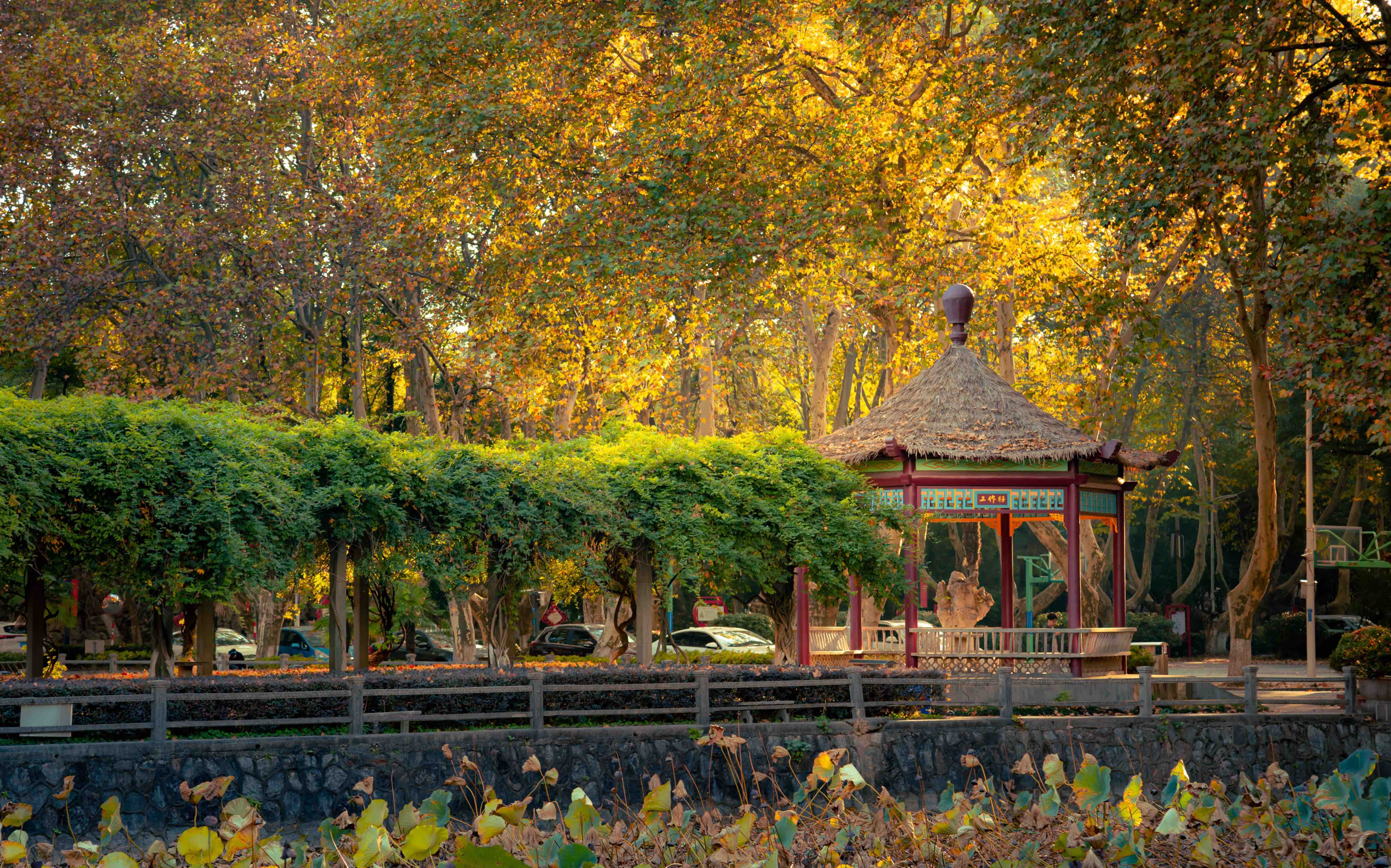 让我们在一句梧桐美,种满南京城中感受金陵的秋