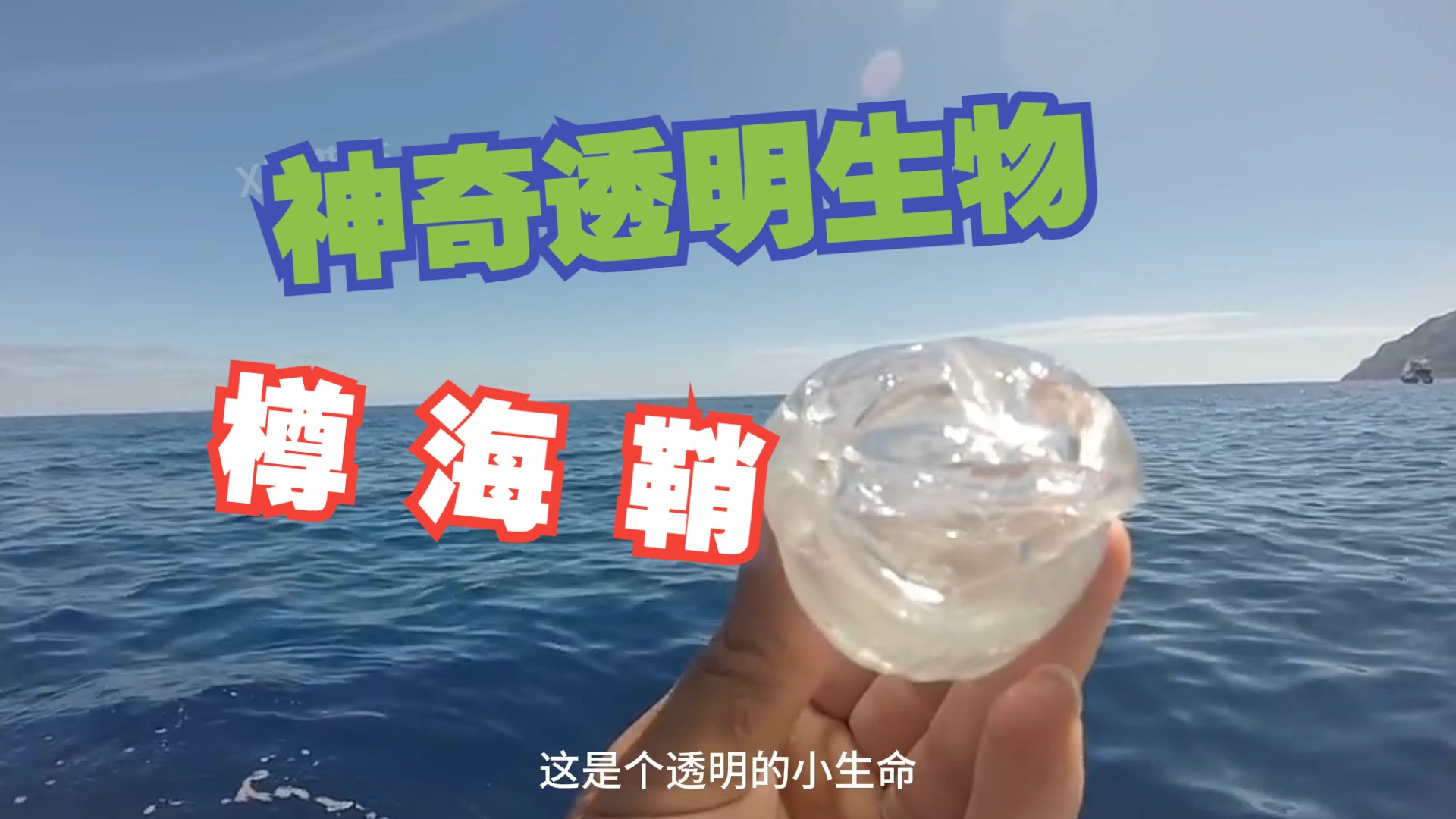 一种透明的神奇生物,樽海鞘!海里见到它别误会哈!哔哩哔哩bilibili