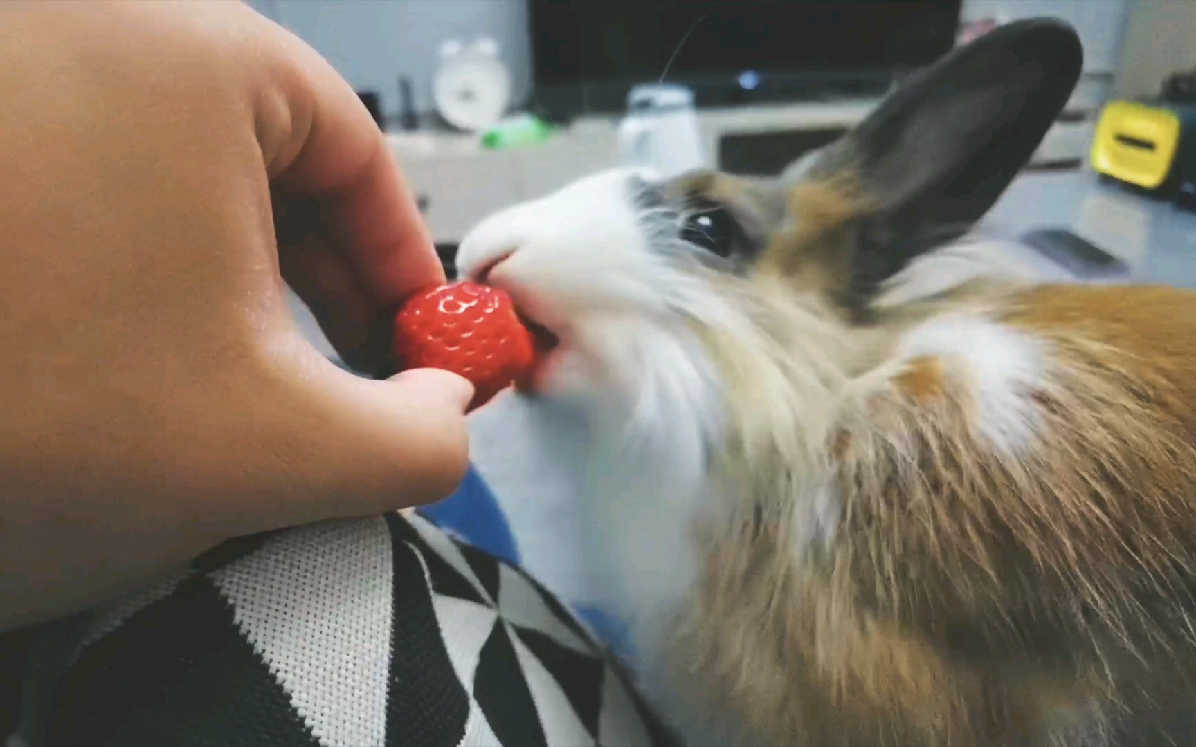 小兔子竟然血盆大口【吧唧吧唧的】