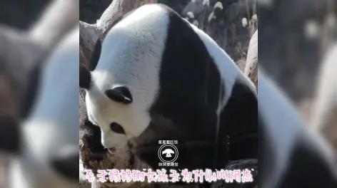 01:14今天来了解一位大美熊阿杰评论 12赞与转发最热最新阿杰︰熊 