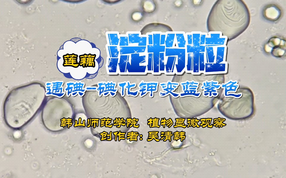 淀粉粒遇碘碘化钾溶液变蓝紫色的显微过程观察哔哩哔哩bilibili