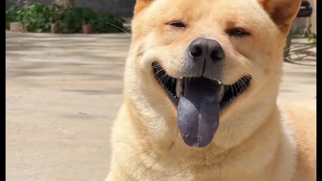 黄狗白面忠诚的中华田园犬