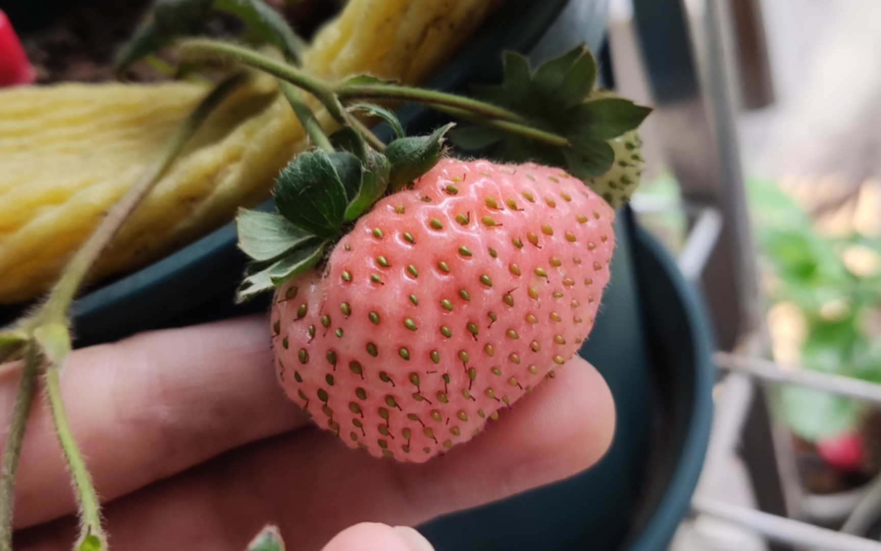 草莓:第一颗大果的桃熏草莓熟了,称得我怀疑人生