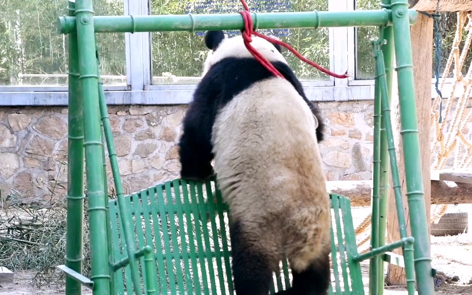【大熊猫萌兰】荡啊荡啊荡秋千,来人,给三爷来个推秋千的