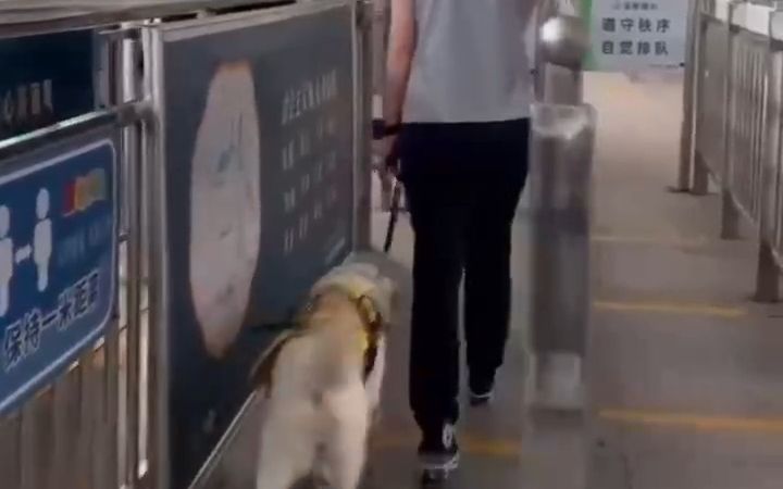 “你愿意和导盲犬一起乘车吗?”哔哩哔哩bilibili