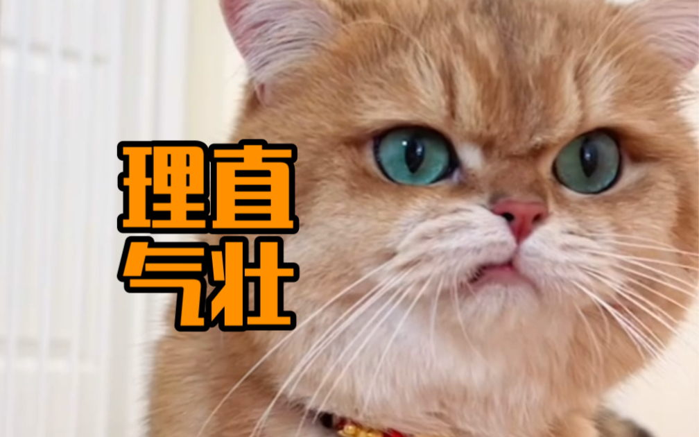 要零食都这么理直气壮!