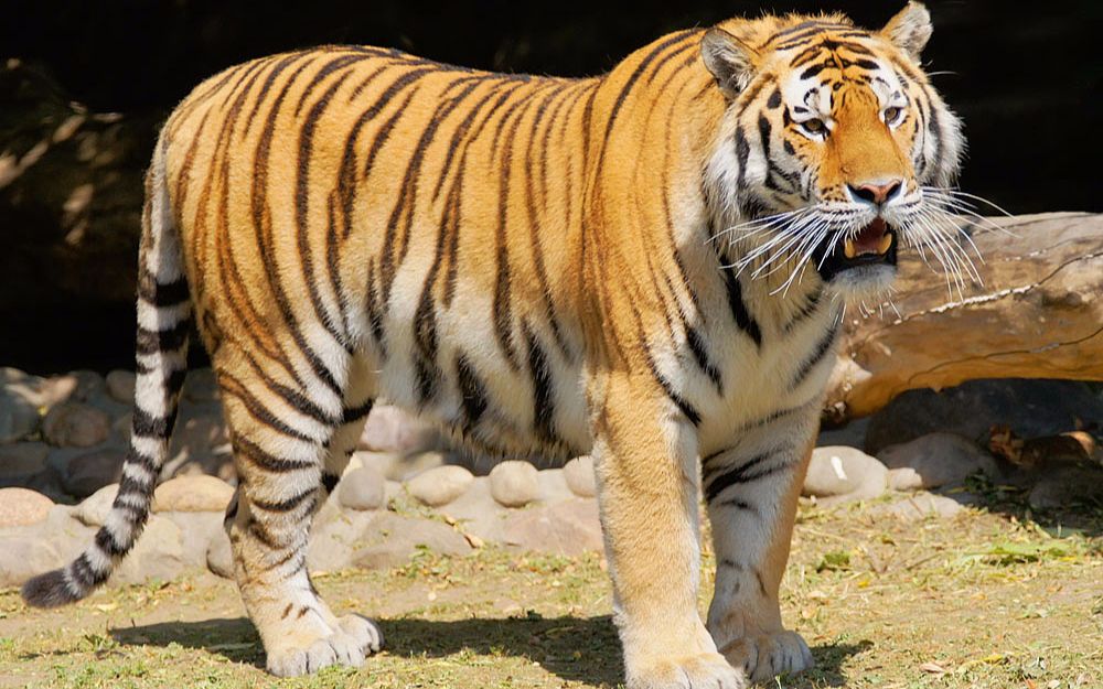 森林之王老虎,为什么自然界的动物都害怕?原来是这样的!